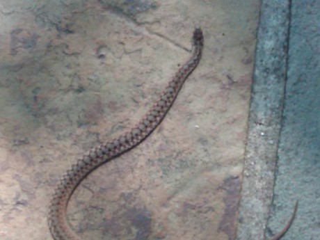 Baby Copperhead Pictures on Snakes     I Hate Snakes        Captured     Beyond The Music